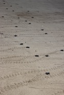 beach - 18.jpeg