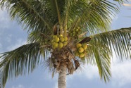 Les Bahamas - 72.jpeg
