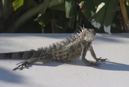 IMG_3045.jpeg