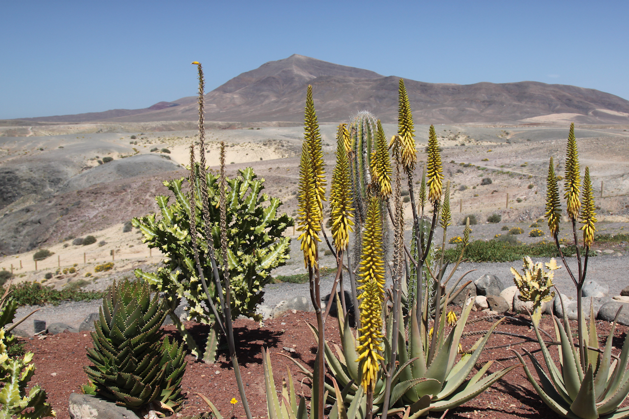 Ile Lanzarote 
