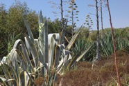 IMG_4559.jpeg