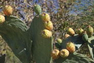 IMG_4700.jpeg