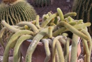 IMG_6356.jpeg