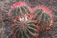 IMG_6358.jpeg