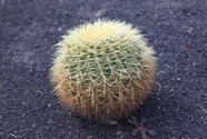 IMG_3748.jpeg
