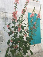 IMG_2337.jpeg