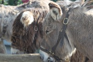 IMG_0428.jpeg