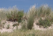 IMG_1591.jpeg