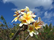 IMG_2866.jpeg