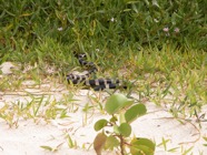 DSCN0371.JPG